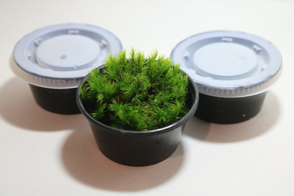 Bryophyta (thread moss)