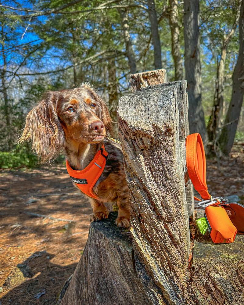 NWT Django Adventure Dog Harness - Sunset Orange