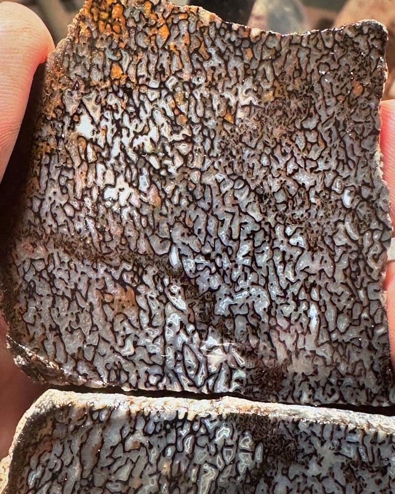 Dinosaur bone rough **hxtled wash split.