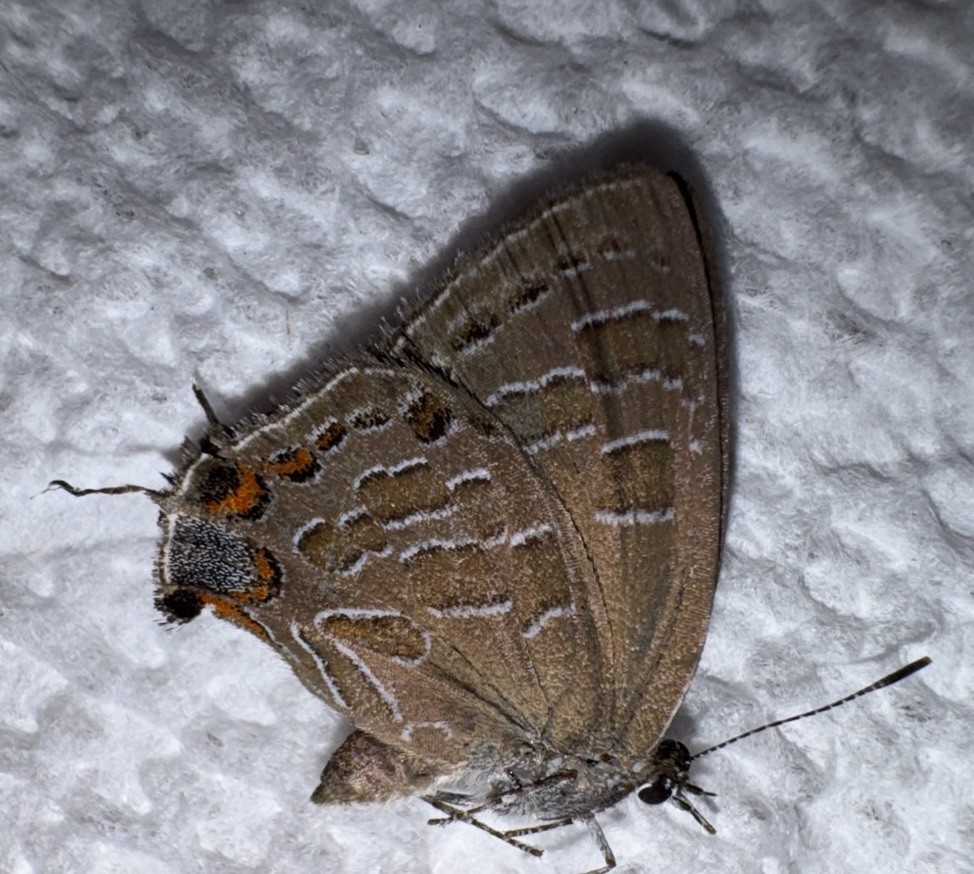 JS - STRIPED HAIRSTREAK - Satyrium liparops 7