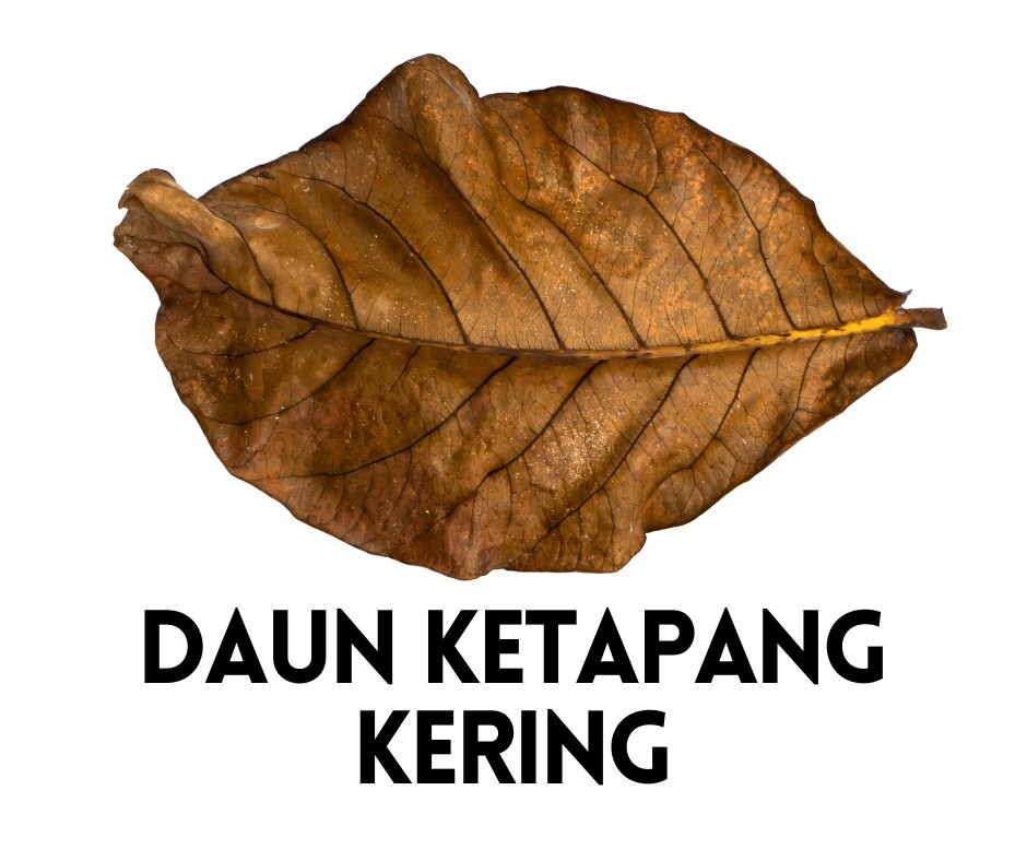 Organic Leave Ketapang