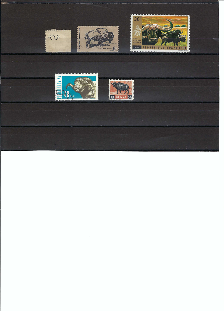 BUFALOS.- U.S.- RWANDA.- ROMANIA.- KENYA