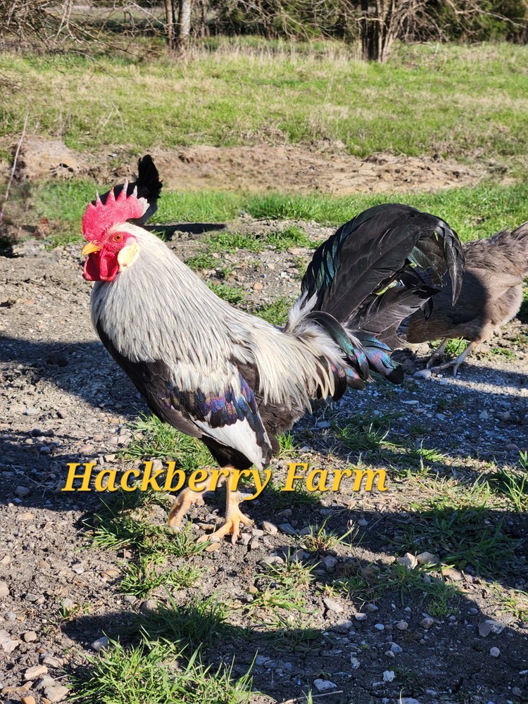 12 Silver Leghorn Hatching Eggs