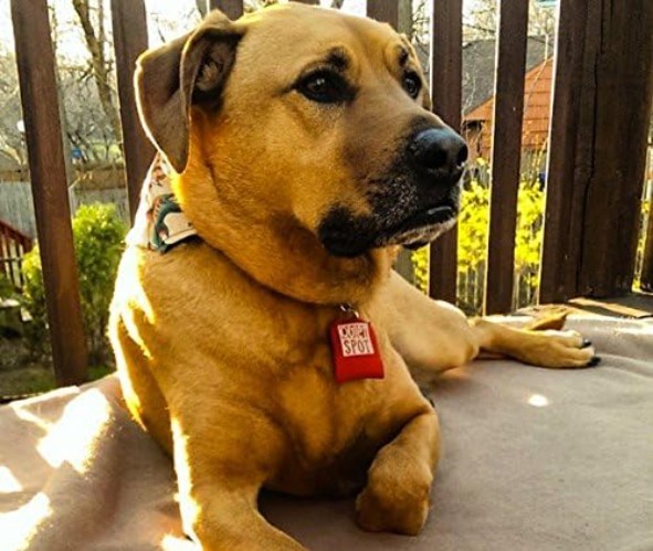 Pet Tag Silencer Black