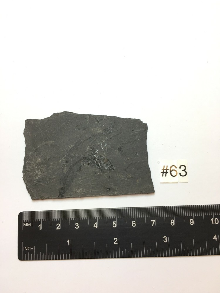 FOSSIL FISH CLUPEA