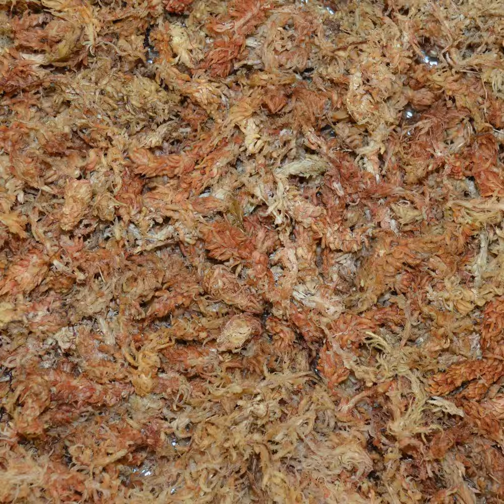240 G Sphagnum Moss (2-Pack)
