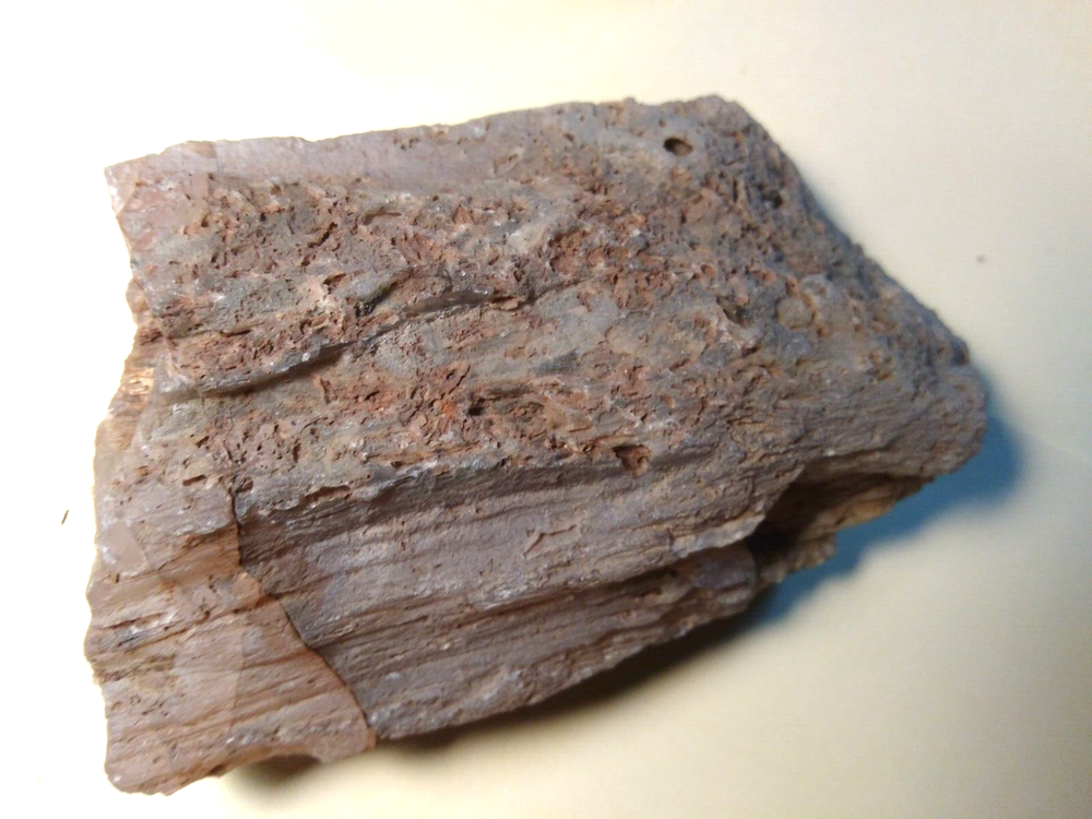 Petrified Wood Limb Casts