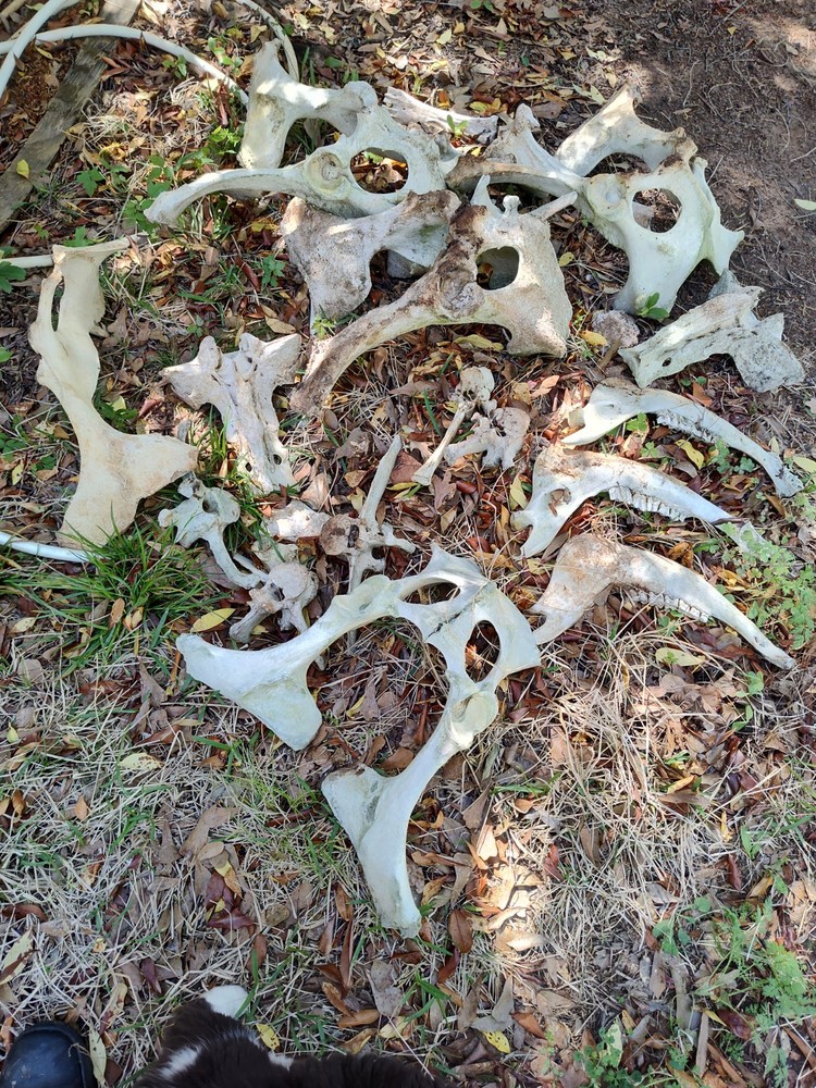 Texas Cattle Bones Lot