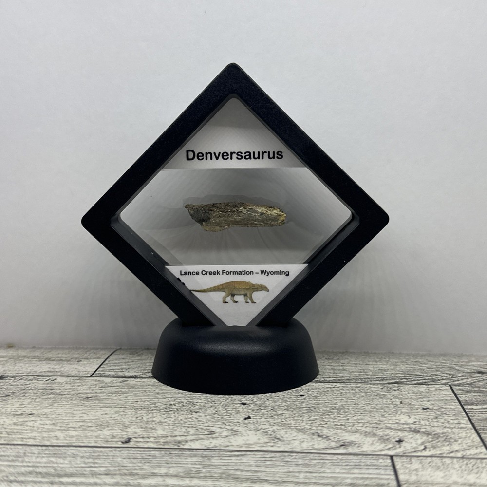 Denversaurus Extinct Dinosaur Partial Armor Scute Fossil in Display Case