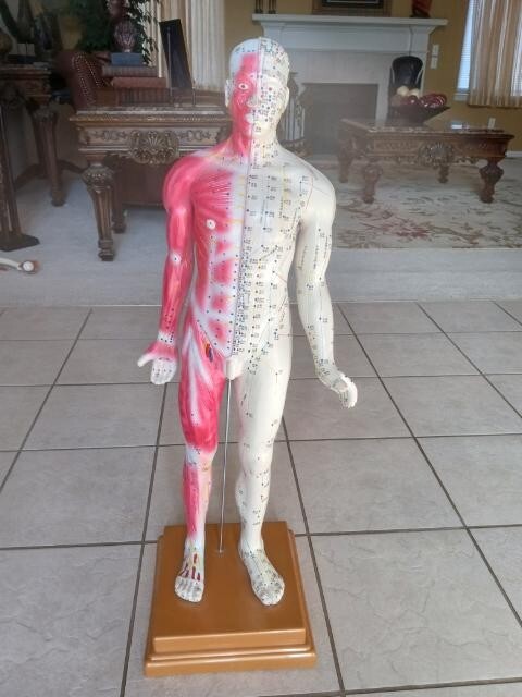 Vintage Composition Acupuncture Model On Stand Approximately 3 ft. Tall