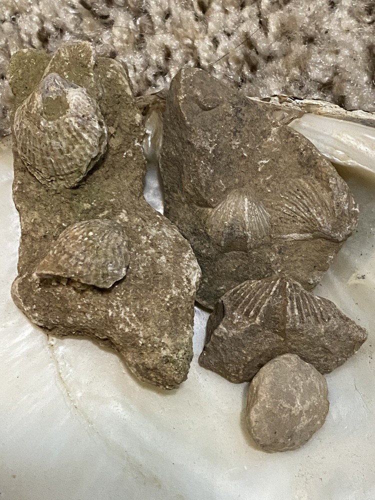Devonian Brachipod (set Of 5)
