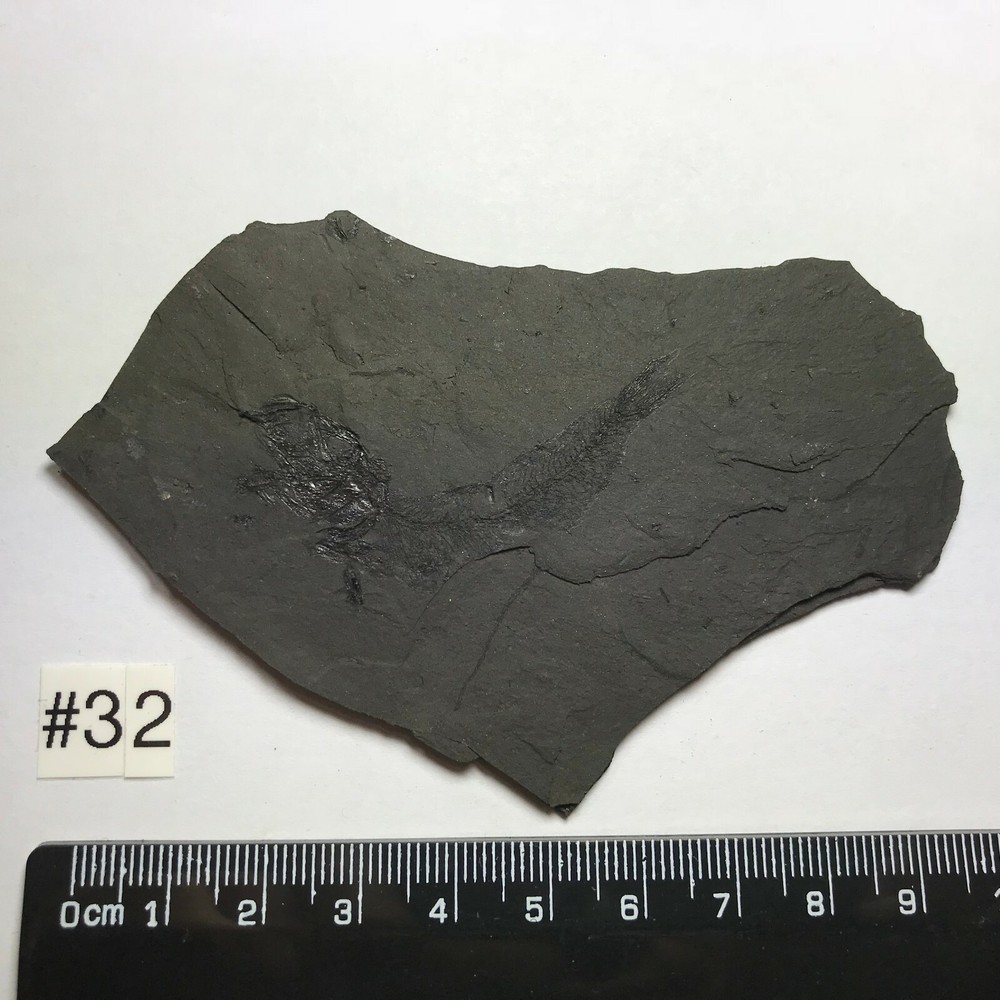 FOSSIL FISH CLUPEA