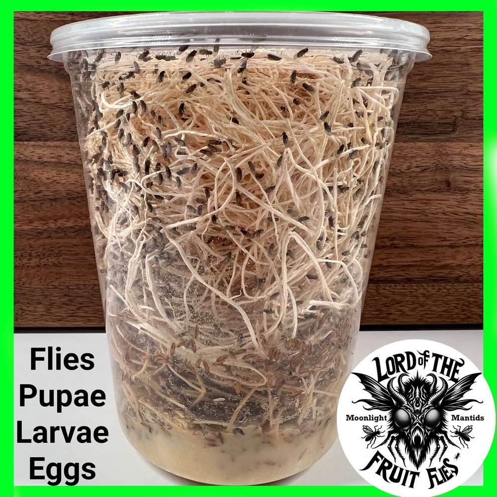 Fruit Fly Culture (Large Fruit Fly: D. hydei) - 32oz