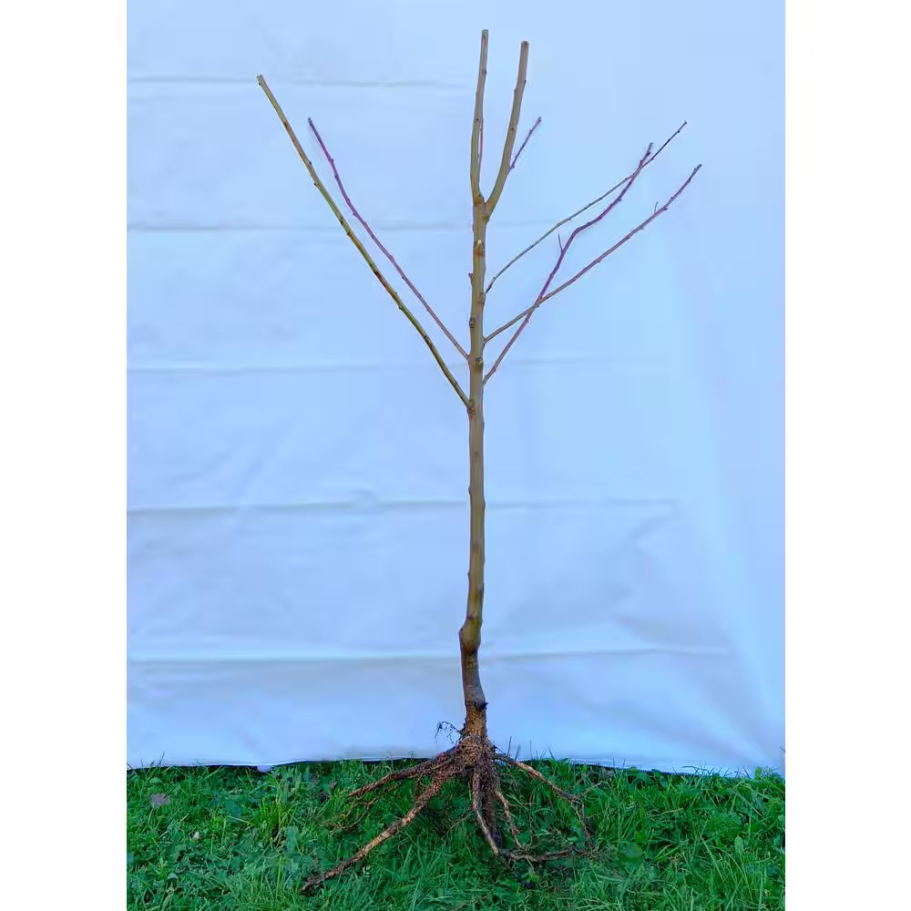 Dwarf Goldcot Apricot Tree Bare Root