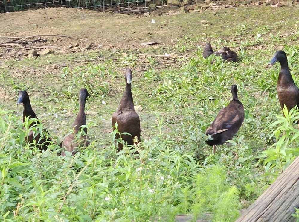 6 Chocolate Runner Duck Hatching Eggs