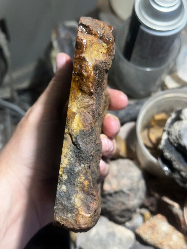 Dinosaur bone rough **hxtled Large end cut.