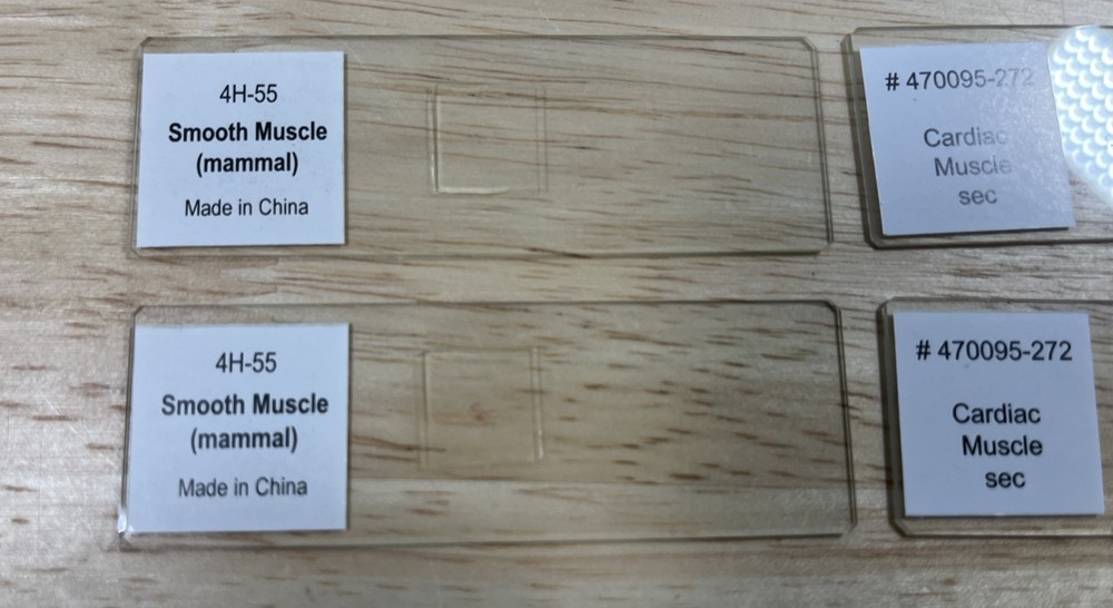 Ward's Science - Microscope Slides - Muscles - Set Of 6 Slides & Case