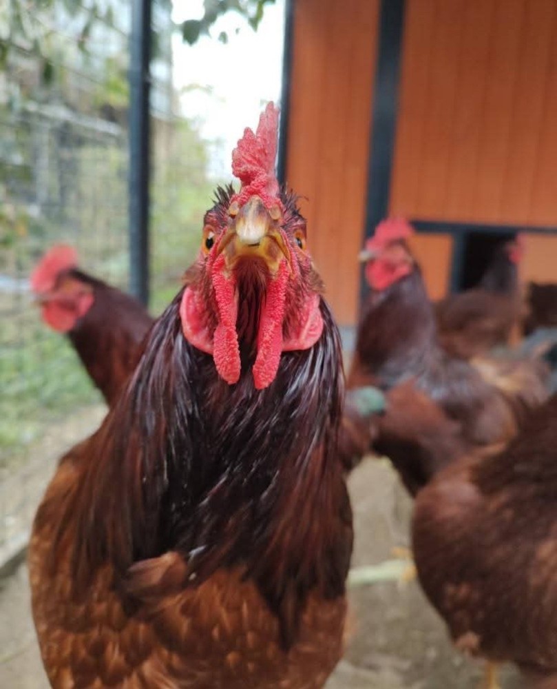 6+ Purebred Rhode Island Red Chicken Hatching Eggs