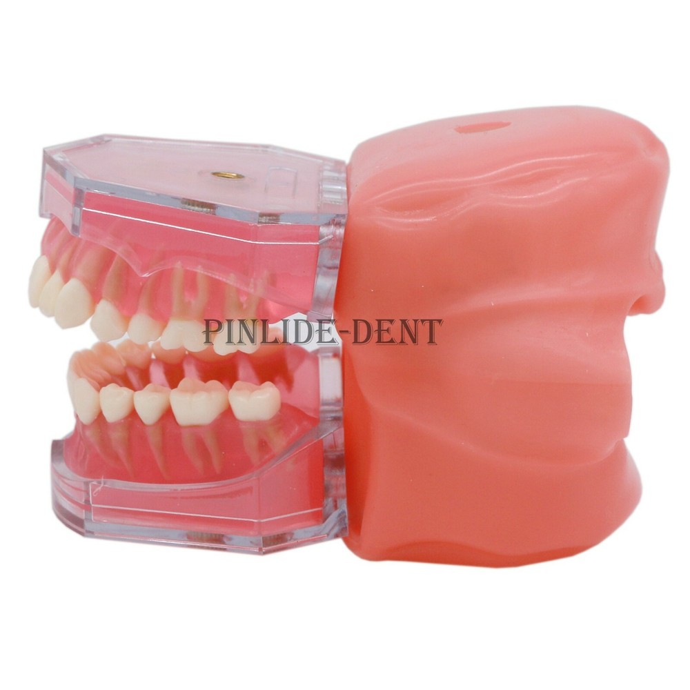 Dental Typodont Practice Study Standard Teeth Model Soft Gum Simulation Cheek