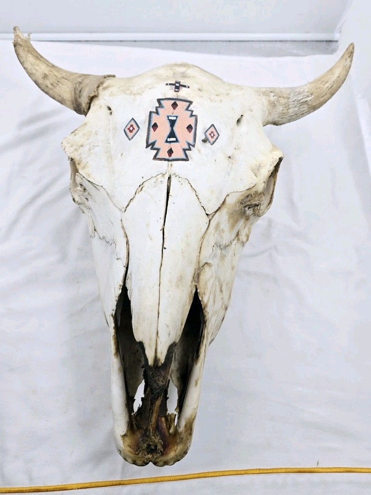 Steer Skull 19x18"