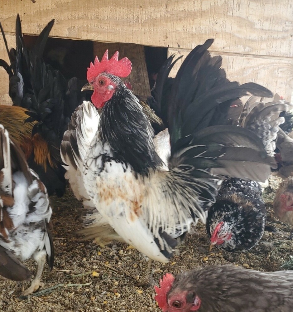 12 Clean Serama Hatching Eggs, Micro, A & B Types / Malay/Trad