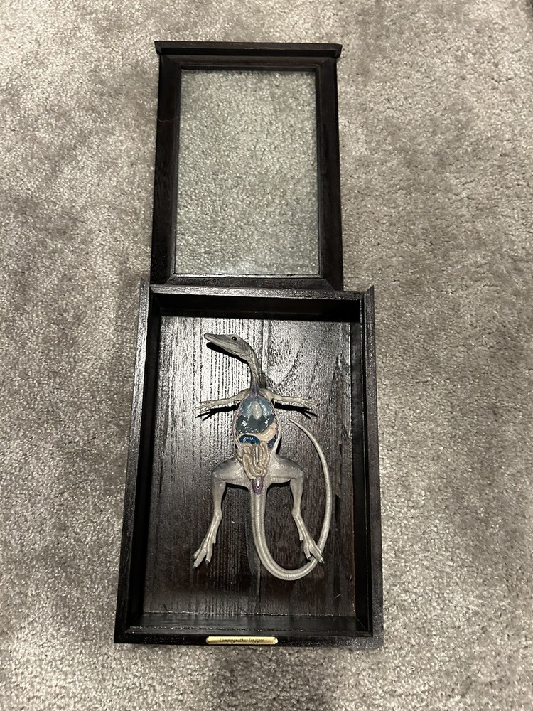 REBOR Oddities Compsognathus longipes Preserved Dissection Specimen