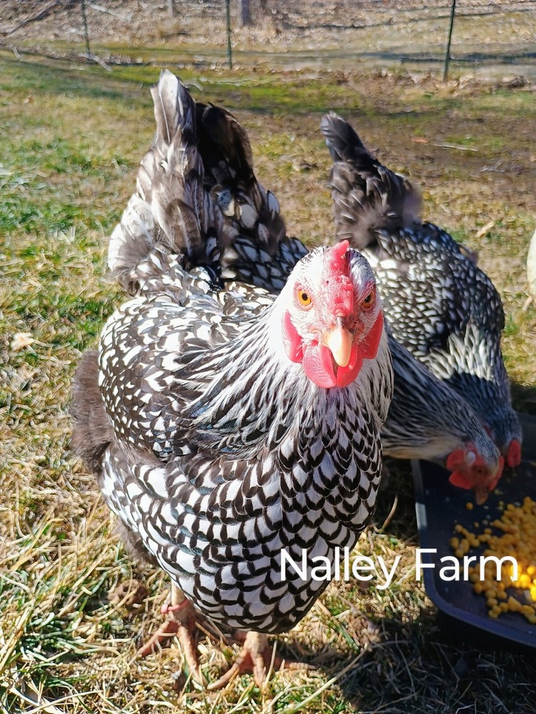 Silver Laced Wyandotte (12) 🐣 fertilized hatching eggs.Please read description.
