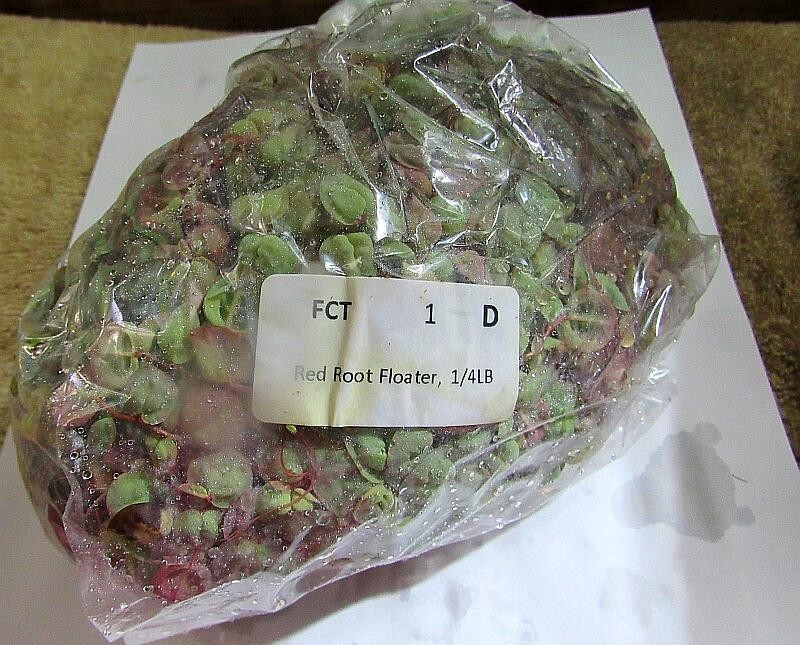 1/4 lb red root floater plants