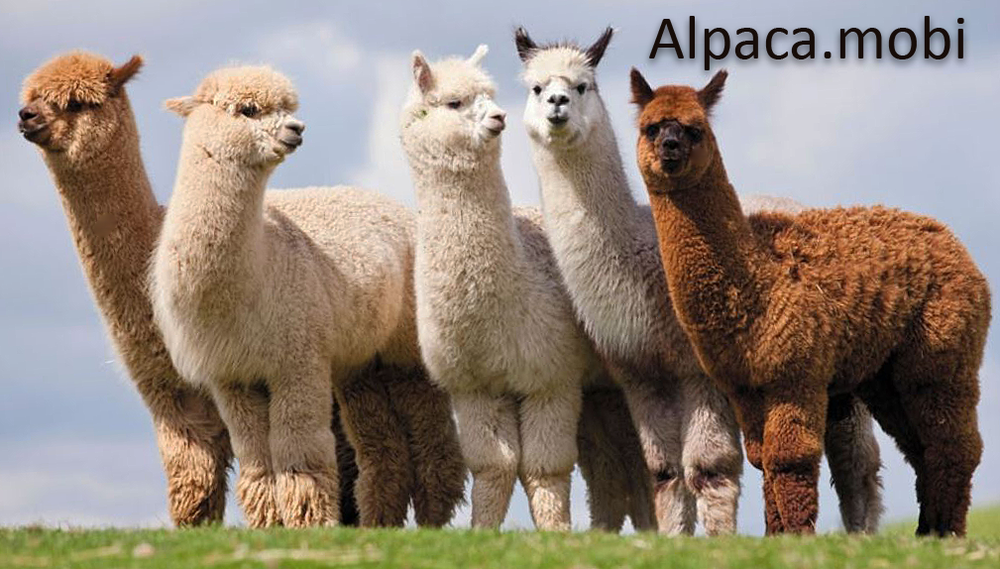 Alpaca.mobi