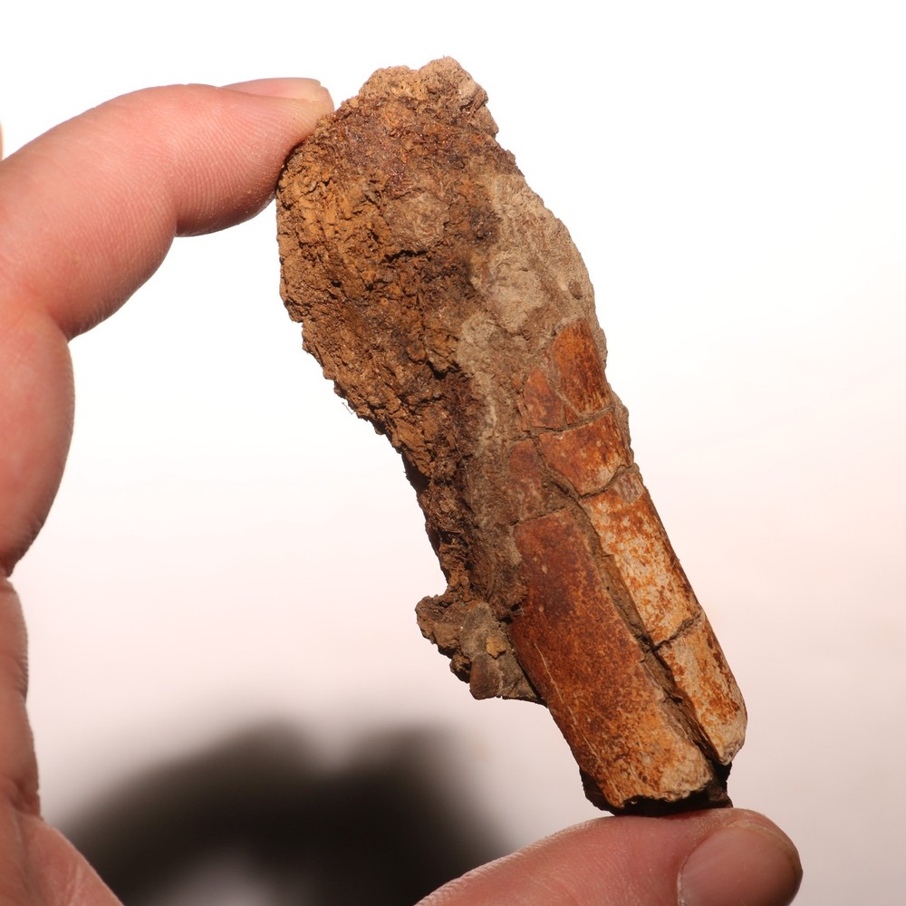 Dino Process Vertebra - Fossil Dinosaur Hell Creek Formation Cretaceous