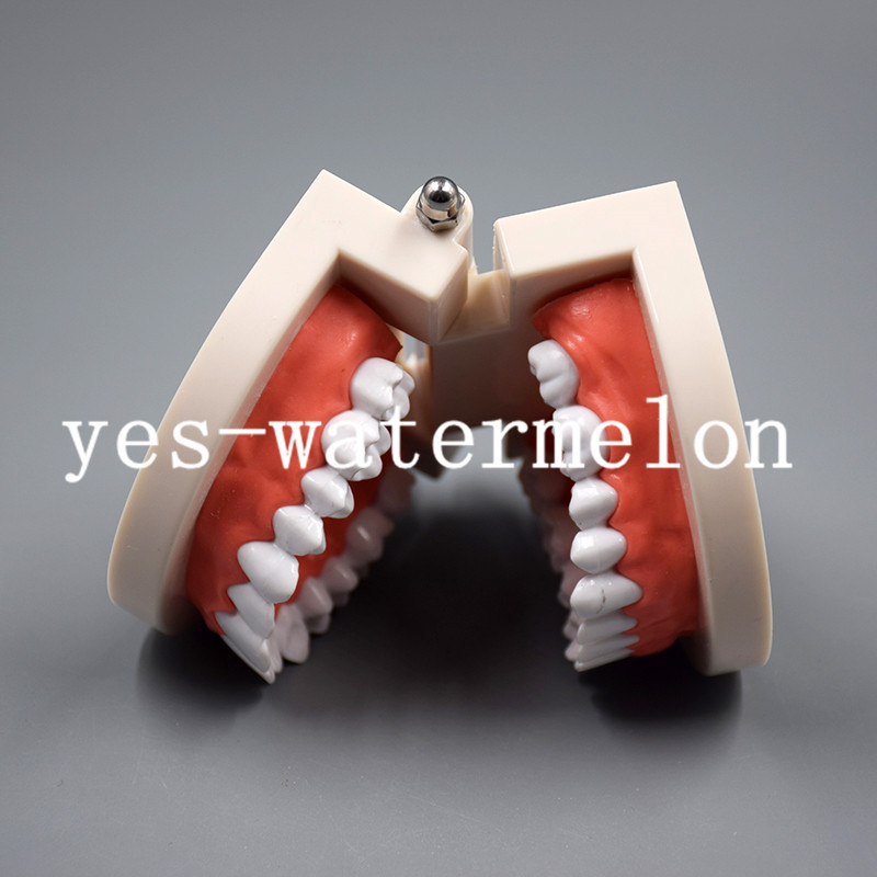 Dental Teaching Study Adult Standard Typodont Demonstration Tooth Teeth Model