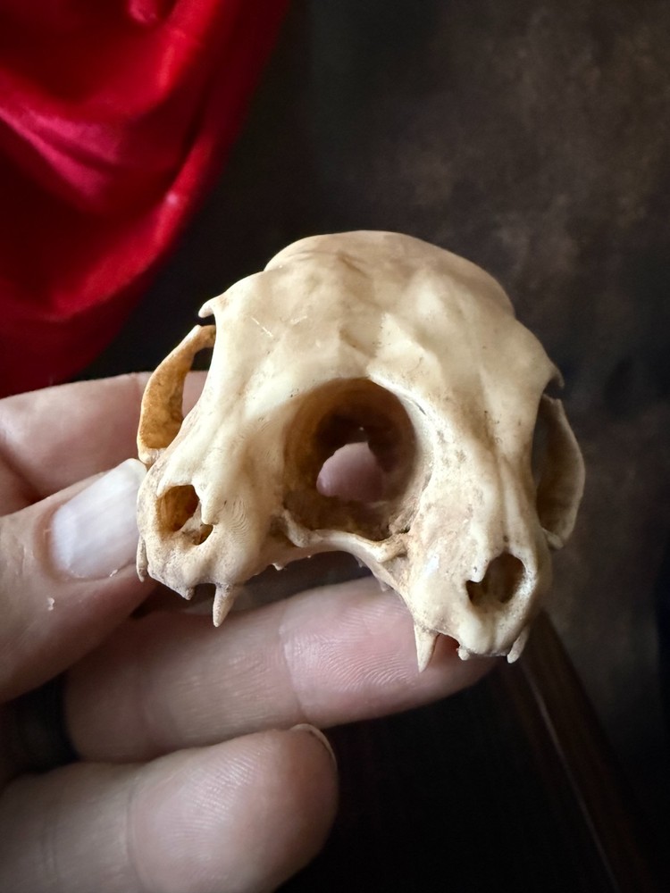 Conjoined Cat Skull Oddities and Curiosities replica (bone)