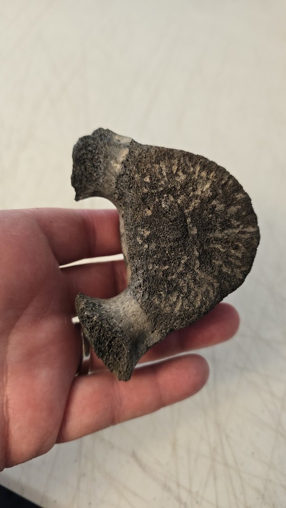 Fossilized Mosasaurus? Vertebra? Reptile Bone? Dinosaur? Real? Replica? READ
