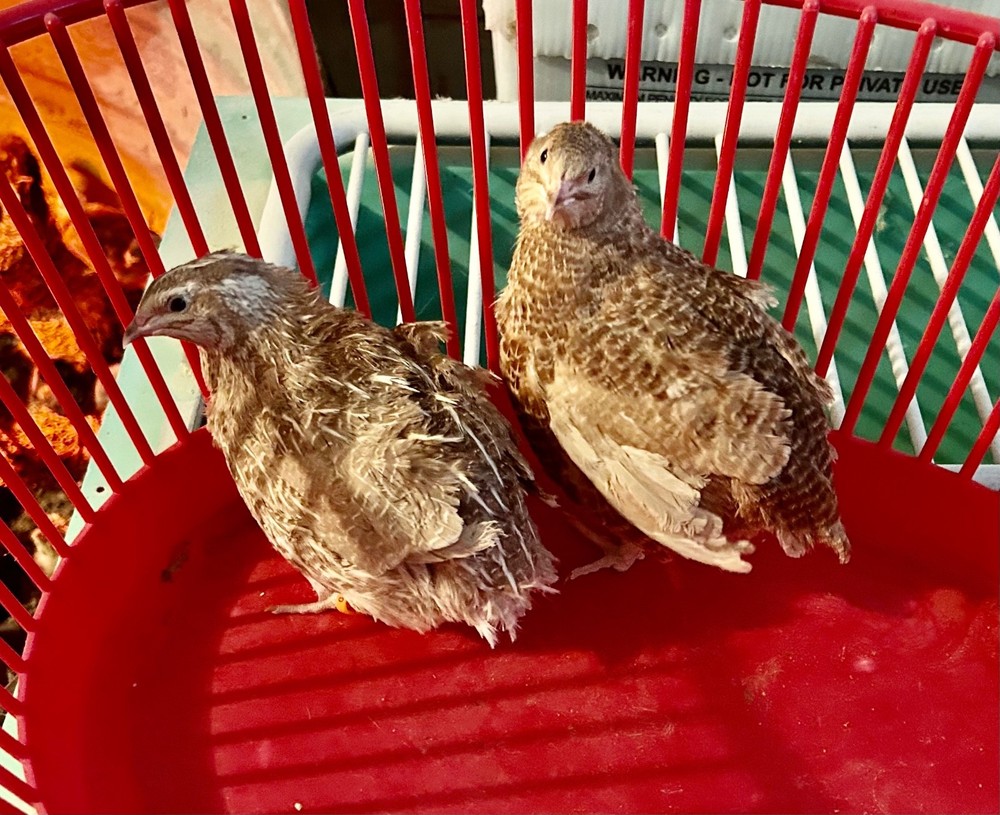 10+ Assorted Coturnix Quail Hatching Eggs