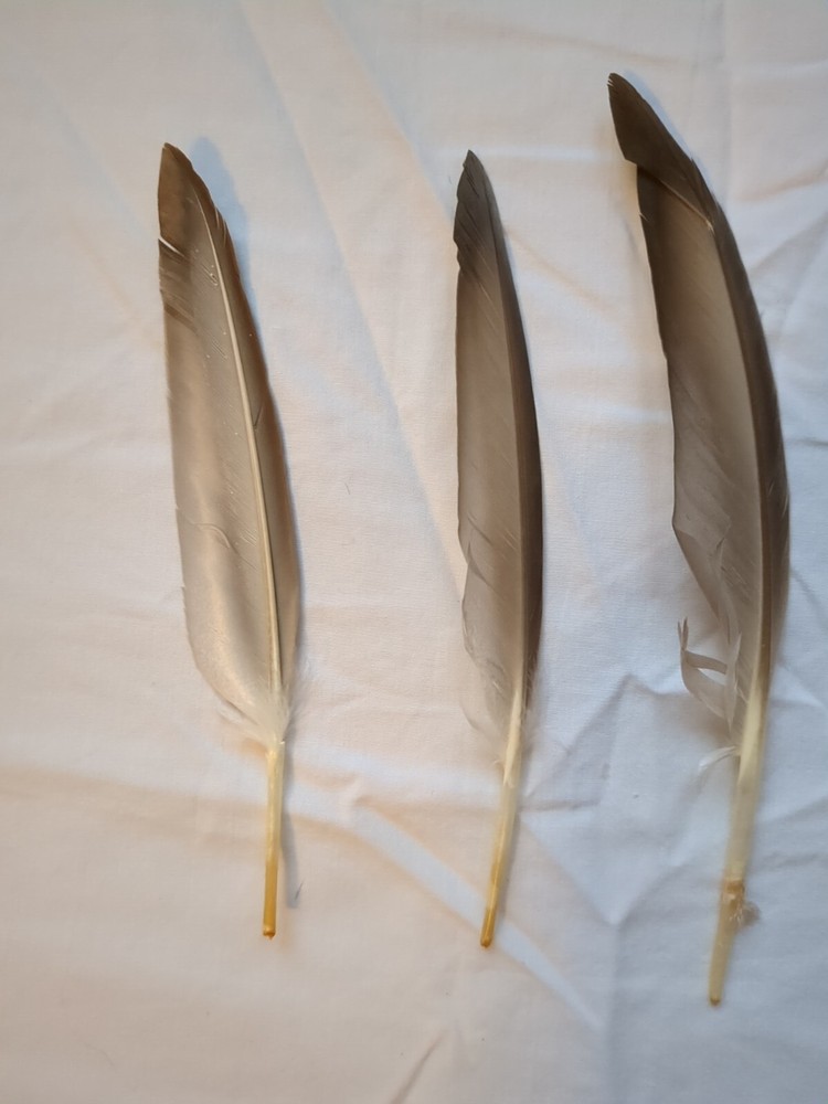 1 Pack - Natural Brown Duck Pointer Primary Wing Feathers Halloween Wedding