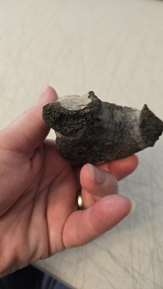 Fossilized Mosasaurus? Vertebra? Reptile Bone? Dinosaur? Real? Replica? READ