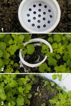 8-PACK Disposable Bathtub Drain Baskets - Long-Lasting Drain Strainers