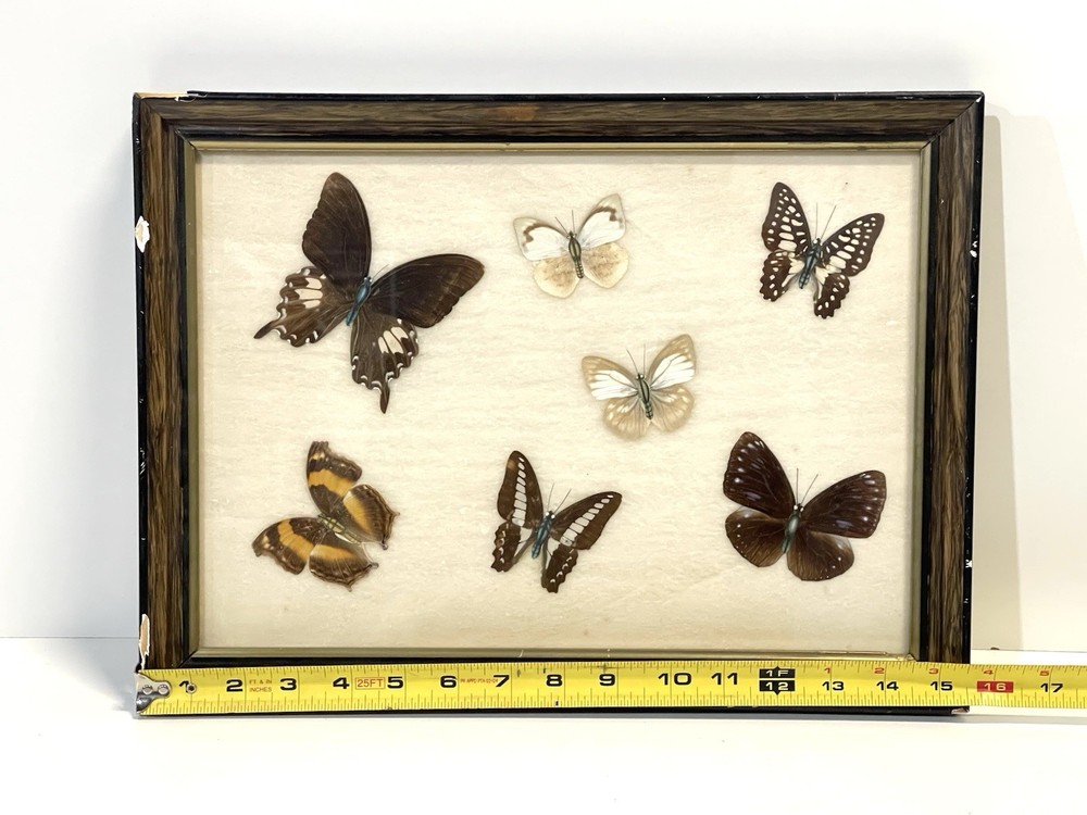 Vintage Butterfly Specimens Framed