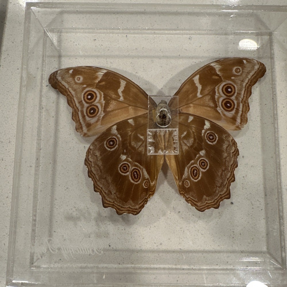 Blue Morpho Butterfly Real Framed 3D Display 8x7 Acrylic Shadow Box