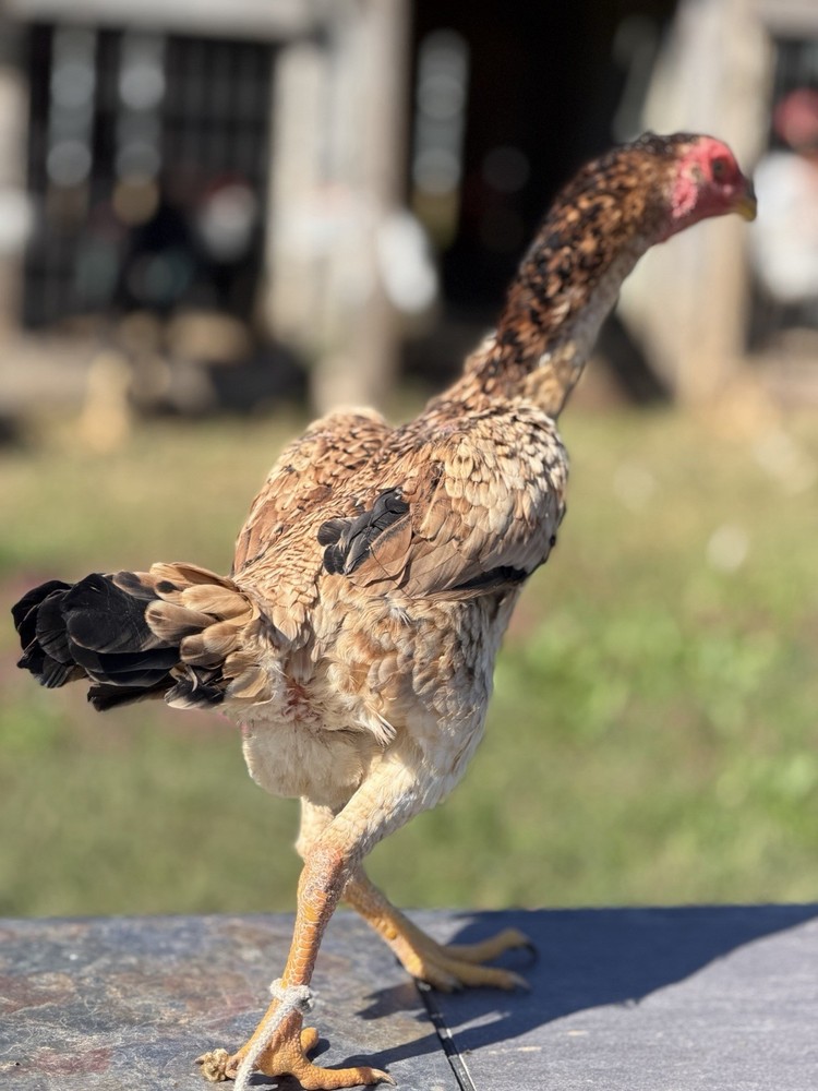 Japanese Chicken Hatching eggs