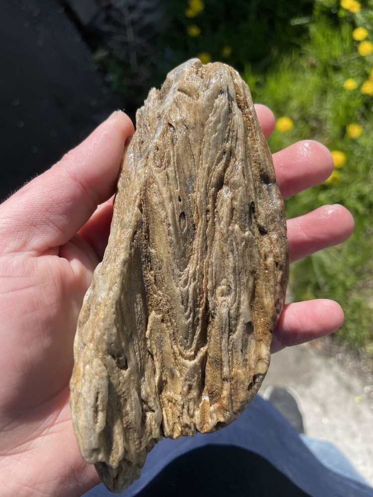 Super Unique, Polished, Agatized/opalized petrified wood