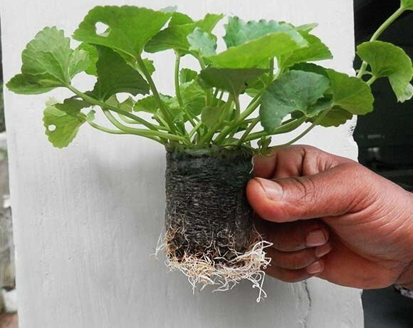 20Pcs Grow Pellet Coco Pith Biodegradable Coir Disc Coco Peat Seeds Starter