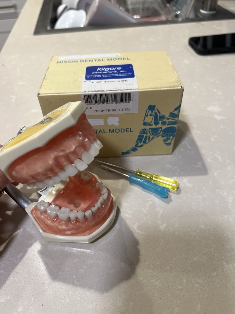 Dental Model