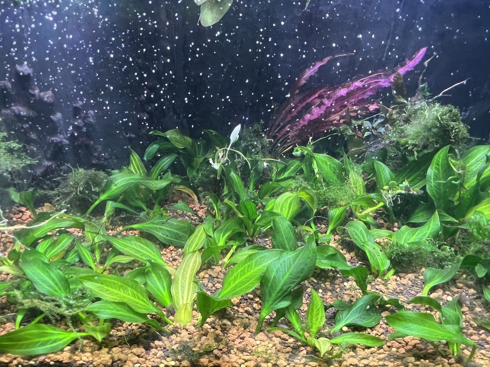 x1 Echinodorus Verde Opacus