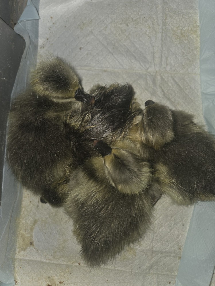 4+ Brown Chinese Geese Hatching Eggs- Fresh- Free Range