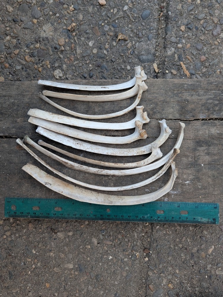 Deer Bones Animal ribs 10 Ethically Sourced
