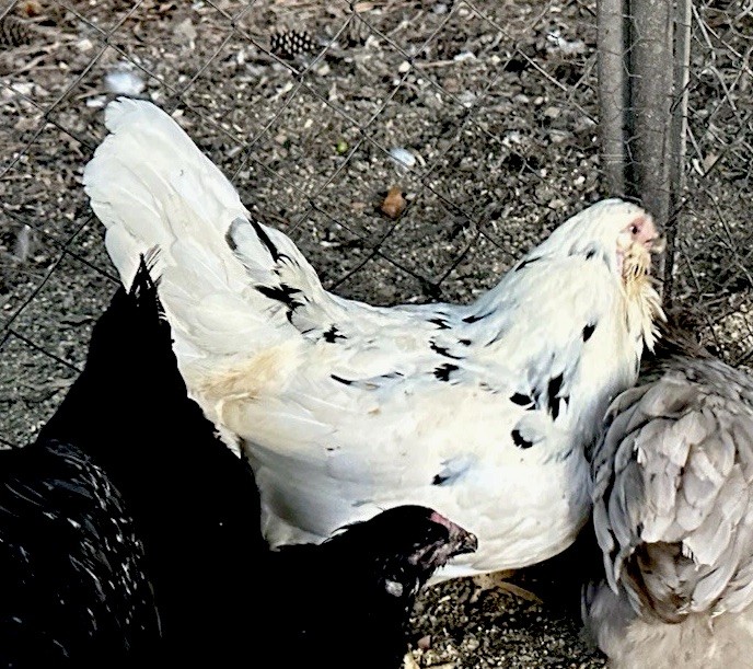 8 Chocolate Ermine True Ameraucana Eggs