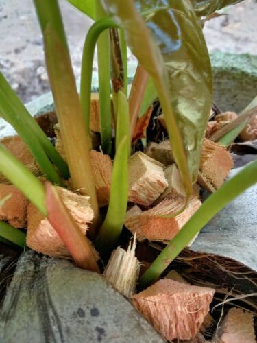 Coconut Husk
