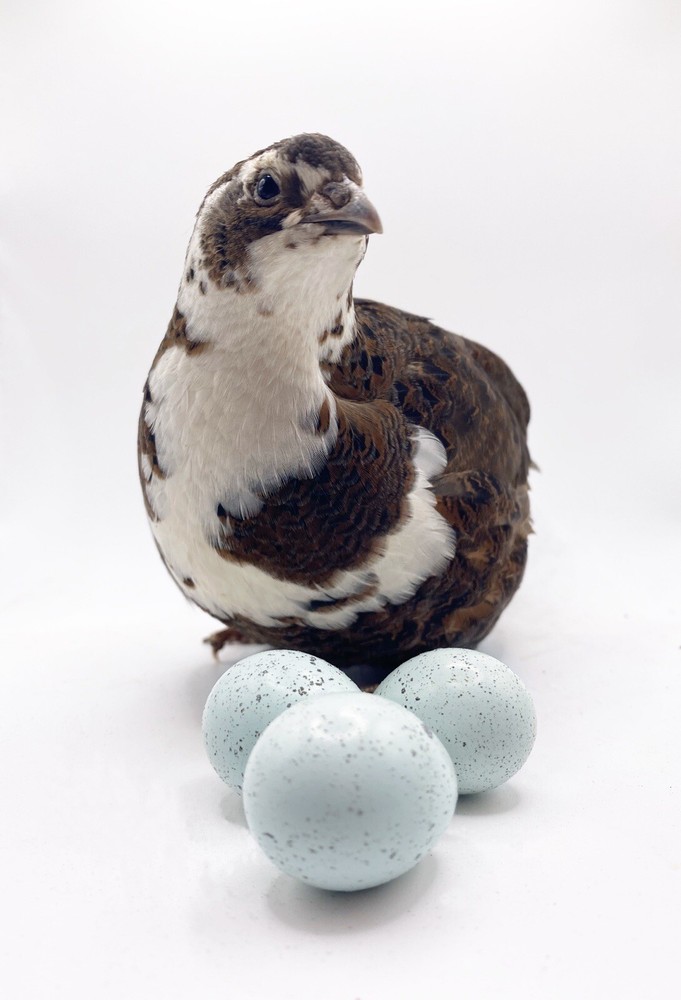 70++ Celadon Blue Coturnix Quail Hatching Eggs - Tuxedo, White, Red Range + More