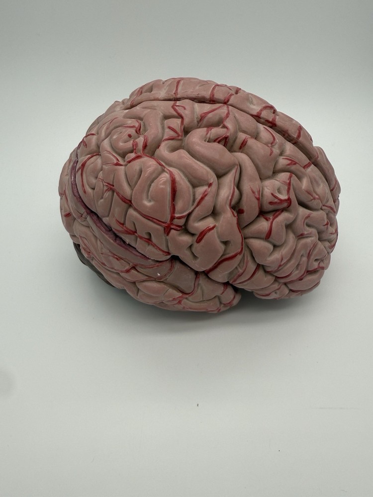 Anatomically Accurate 8 Part Human Brain Model Anatomy Science Teaching Medical